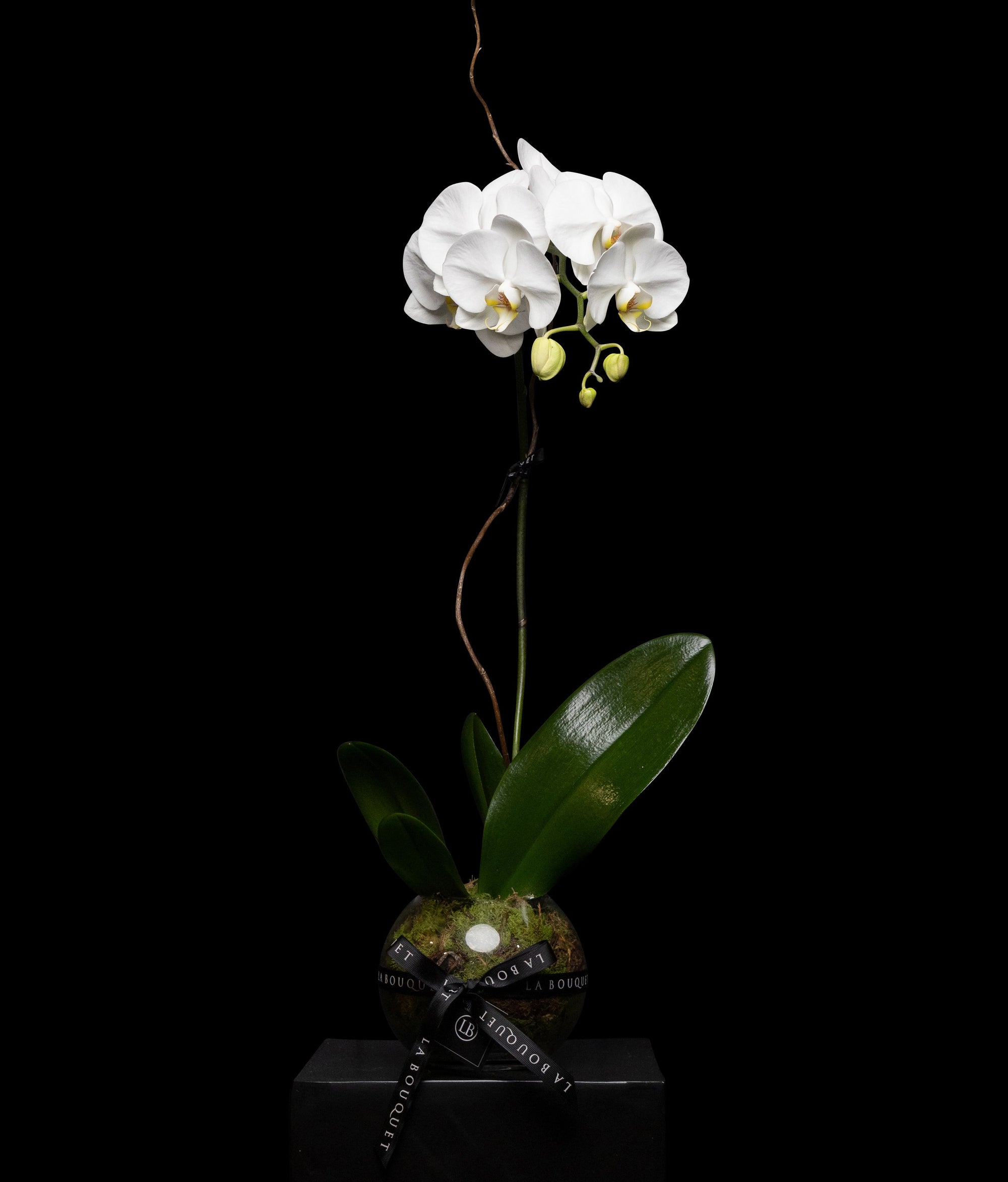 Single White Orchid Potted